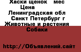 Хаски щенок 3 мес › Цена ­ 20 000 - Ленинградская обл., Санкт-Петербург г. Животные и растения » Собаки   